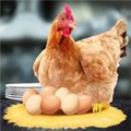 母鸡接鸡蛋下载